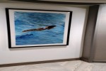 Penthouse Suite Stateroom Picture