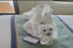 Cove Stateroom Cabin 2399. Picture