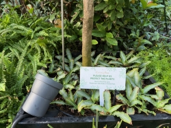 Icon of the Seas Central Park picture