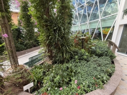 Utopia of the Seas Central Park picture