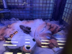 Oceaneer Club picture